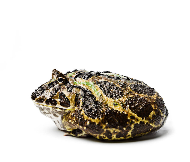 Chacoan horned frog. Chacoan horned frog on white background, amphibians closeup isolated. Ornate frog. - Photo, image
