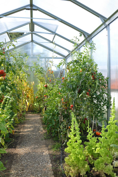 Tomatenpflanzen im Gewächshaus - Foto, Bild