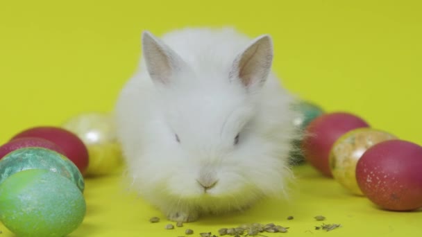 Easter bunny on yellow background with colored eggs - Séquence, vidéo