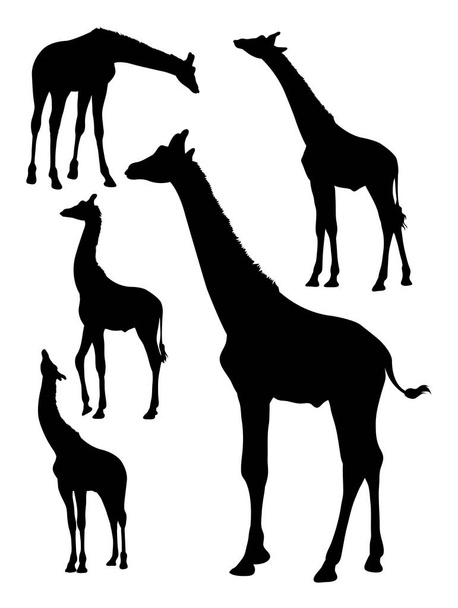 Silhouette of giraffe. Good use for symbol, logo, web icon, mascot, sign, or any design you want. - Vektor, obrázek