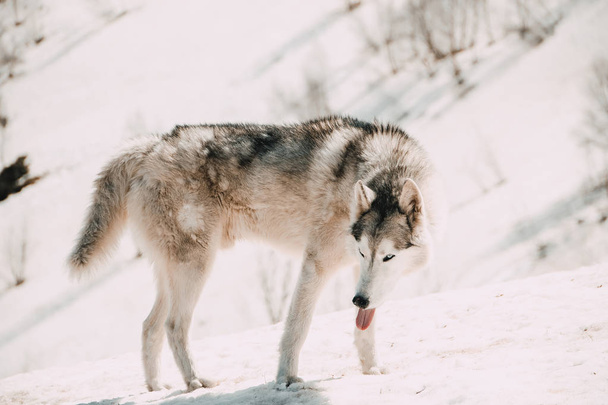 Husky doğurmak köpek Kafkas Dağları seyahat - Fotoğraf, Görsel