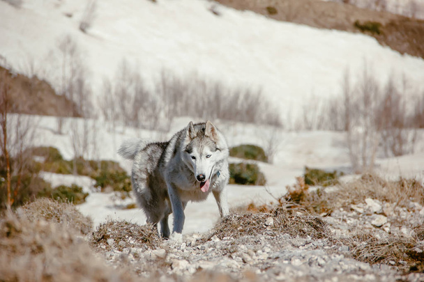 The Husky breed dog travels through the Caucasus Mountains - Foto, imagen