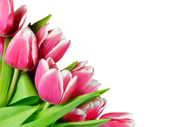 frische Tulpen - Foto, Bild