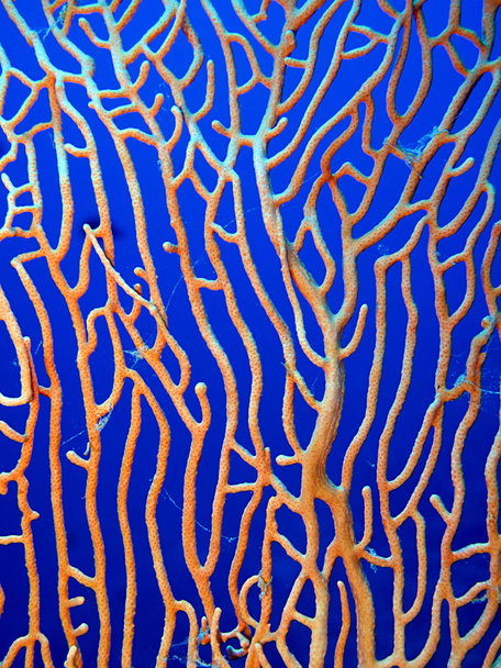 Gorgonion coral - Fotó, kép