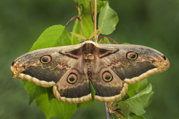 Great Peacock Moth - Saturnia pyri, beautiful large moth from Europe, Czech Republic. - Photo, Image