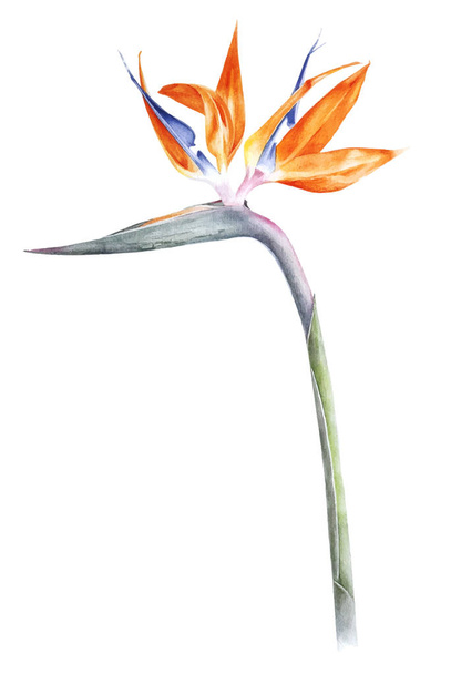 Bird of paradise - strelitzia - flower watercolor - Vektor, Bild
