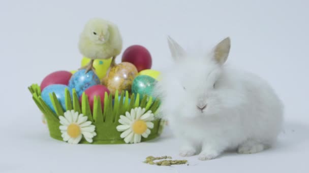 Easter bunny and chick with colored eggs on white background - Video, Çekim