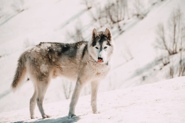 The Husky breed dog travels through the Caucasus Mountains - Foto, Bild