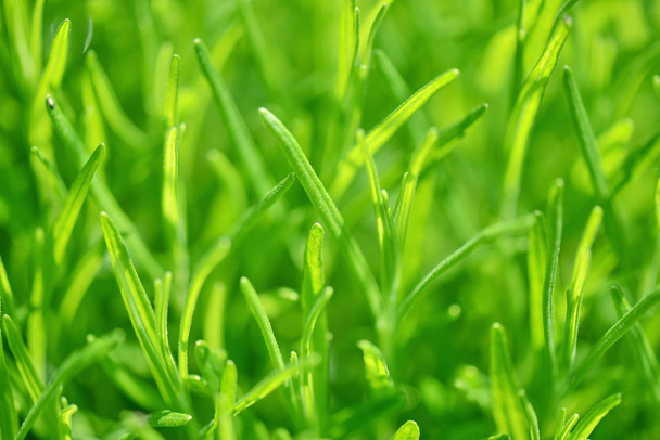 Naturaleza verde, fondo de hierba Un delicado fondo de hierba a la luz del sol
 - Foto, imagen