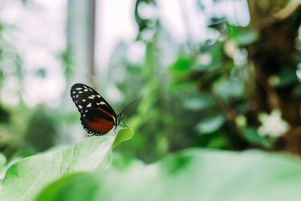 Close view of butterfly sitting on leaf. - Valokuva, kuva