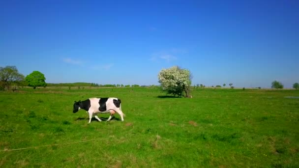 Yksi lehmä laiduntaa niityllä
 - Materiaali, video