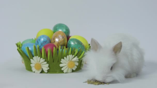 Happy Easter bunny on white background with colored eggs in nest - Materiał filmowy, wideo