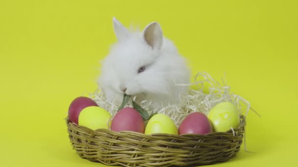 Pääsiäispupu istuu pesässä värillisten munien kanssa keltaisella taustalla
 - Materiaali, video