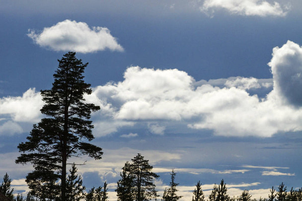 siluety borovic a opuchlé mraky - Fotografie, Obrázek