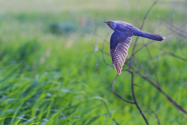 Cuco vuela en un campo verde
 - Foto, imagen