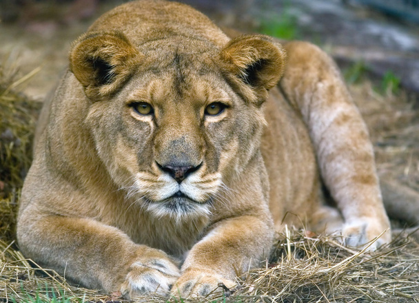 grande leone femmina a riposo
 - Foto, immagini