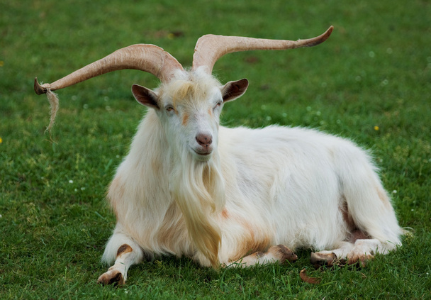 goat - Photo, Image