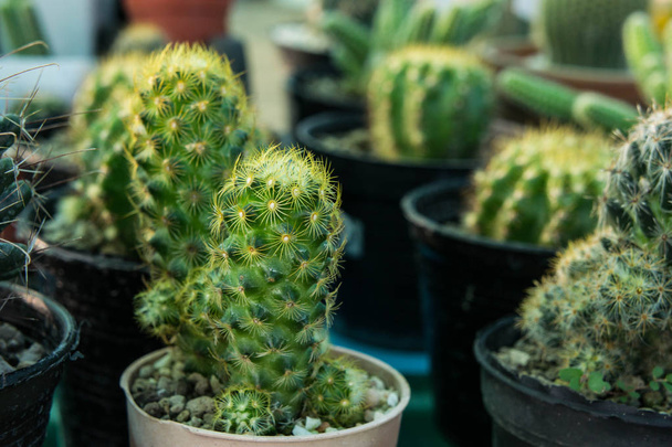Piccolo cactus su vaso, alberi ornamentali di cactus
 - Foto, immagini