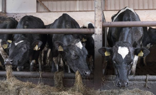 vaches noires et blanches se nourrissent d'herbe séchée dans la grange de la ferme hollandaise
 - Photo, image