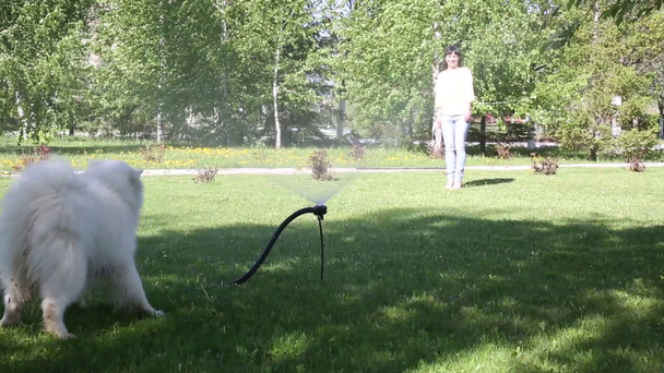 Bílý pes hraje s proudem vody z hadice. Brunette dívka procházky se svým psem v městském parku. - Záběry, video