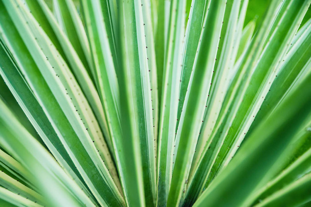 Cactus Aloë vera close-up. Natuurlijke natuurlijke achtergrond. Het concept van de natuurlijke geometrie, - Foto, afbeelding