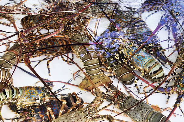 Live lobsters in tank immersed in purified sea water - selectived focus - Photo, Image