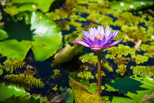 Lila Lotus im Lotusteich an einem sonnigen Tag. - Foto, Bild