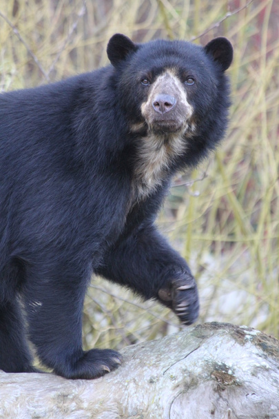 Spectacled bear - Photo, Image