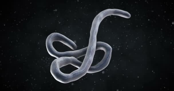 Animazione 3D di un virus Ebola
 - Filmati, video