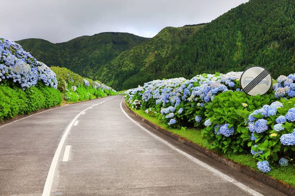 Droga na wyspie Sao Miguel - Sete Cidades, Azory, Europa - Zdjęcie, obraz
