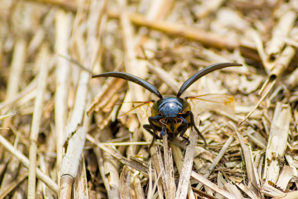 Dynastinae vrouwelijke rhinoceros beetle prepring te lanceren in vlucht - Foto, afbeelding