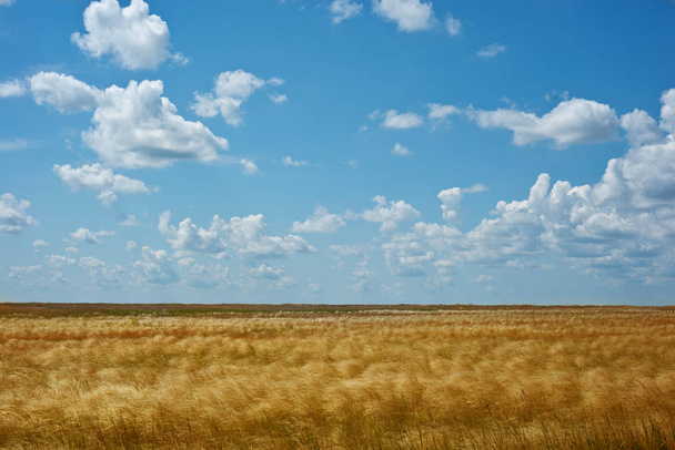 Endless summer, steppe landscape. Grass feather and blue sky with white clouds. - Photo, Image