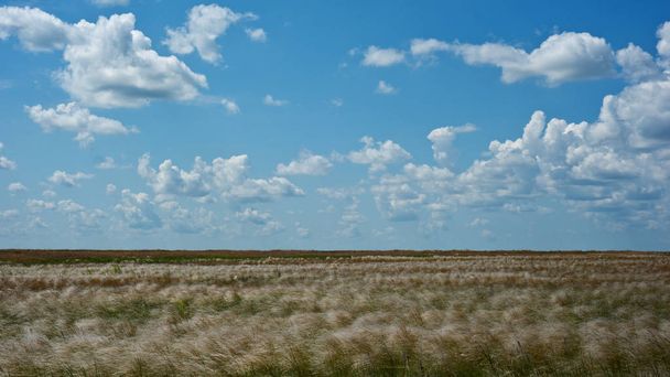 endloser Sommer, Steppenlandschaft. Grasfedern und blauer Himmel mit weißen Wolken. - Foto, Bild