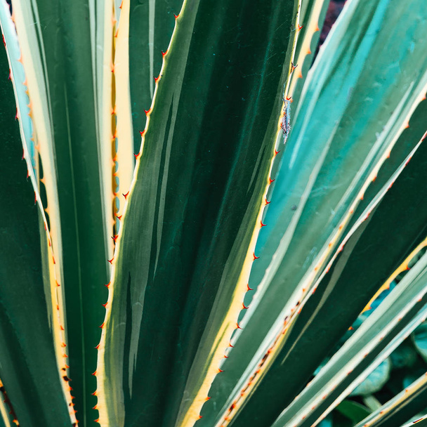 Tropical greenery background. Aloe - Foto, afbeelding