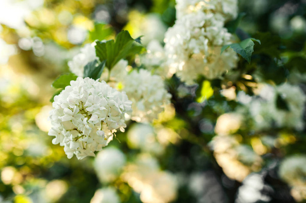 Λουλούδια neige de boule. Βιβούρνο στο άνθος. Ανθισμένα κήπο. Λευκό άνθισης Μπους - Φωτογραφία, εικόνα