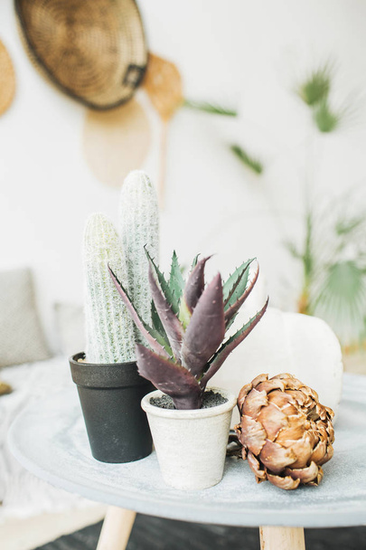 Succulent cactus in flowerpot and dry protea flower. - Zdjęcie, obraz