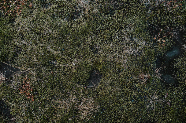 the moss structure of the floor in Iceland. - Photo, Image