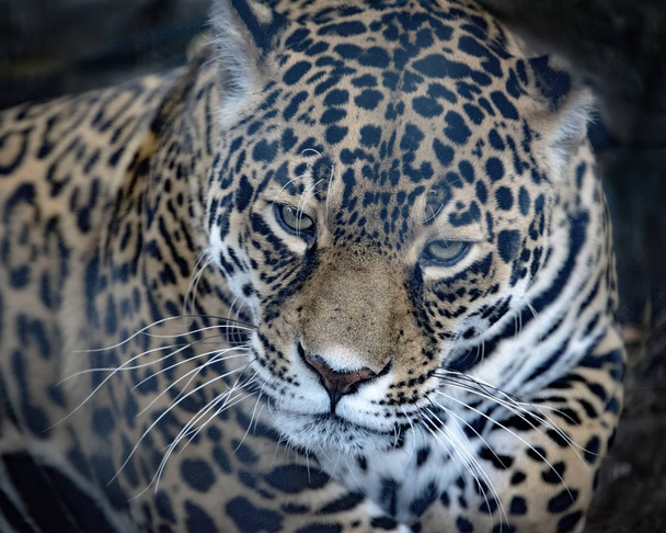 Jaguar-Weibchen in Gefangenschaft  - Foto, Bild