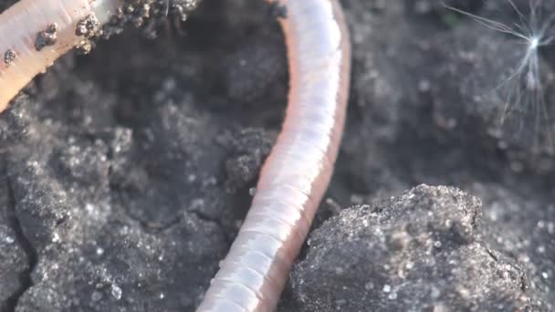 Earthworm earth worm crawling on the rocks, macro, close-up insect, forest, meadow, garden, Oligochaeta or Haplotaxida, Megadrilacea, Lumbricina Moniligastrida - Footage, Video