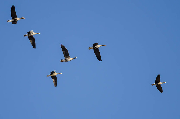 Troupeau d'Oies rieuses volant dans un ciel bleu
 - Photo, image