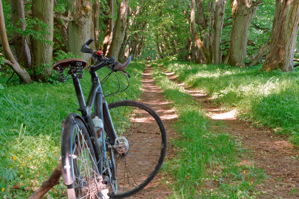 the bike next to the old tree, black bike in the forest, black bike against the greenery - Photo, Image
