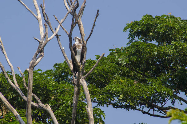 Osprey in campo naturalistico
 - Foto, immagini