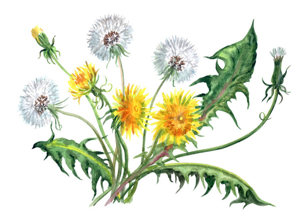 Dandelion flowers with fluffy heads, buds and leaves, watercolor painting on white background, isolated. - Foto, Bild