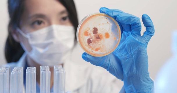Chemikerin hält Petrischale im Labor  - Foto, Bild
