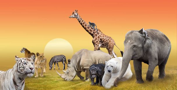Wild savanna animals group collage - Photo, Image