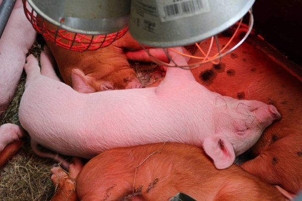 Cerdos jóvenes durmiendo en el granero
 - Foto, imagen