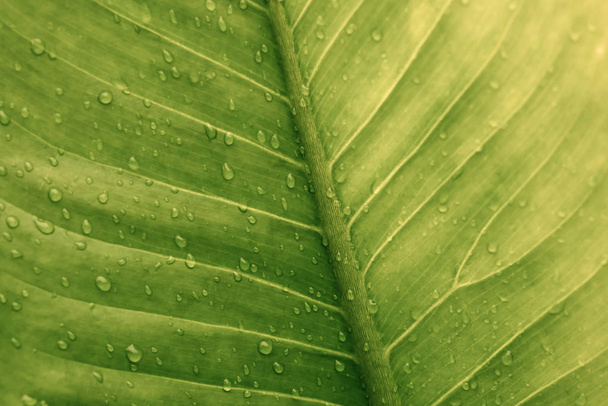 Green leaf with drops of water - Abstract green striped nature background, Natural photography (Vintage tone) - Zdjęcie, obraz