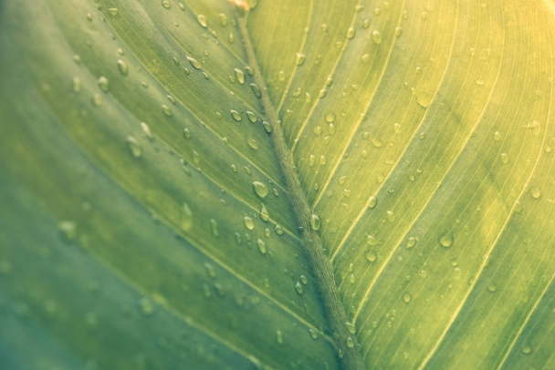 Green leaf with drops of water - Abstract green striped nature background, Natural photography (Vintage tone) - Photo, Image