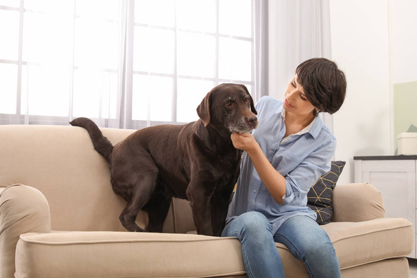 Śliczny brązowy labrador pies myśliwski z właściciela na kanapie w pomieszczeniu - Zdjęcie, obraz
