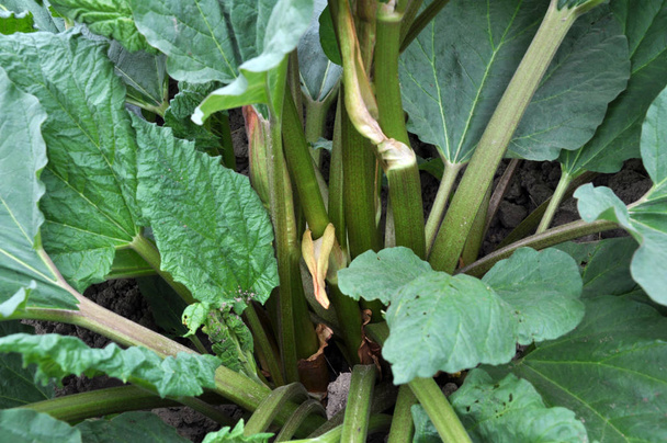 ραβέντι σε του αγροκτήματος με μεγάλα πράσινα φύλλα, που χρησιμοποιούνται για τα τρόφιμα - Φωτογραφία, εικόνα